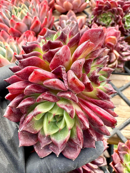 Echeveria Dark Night | Live Succulent Plant | Korean Succulent | Rare Imported Echeveria | Imported Plants