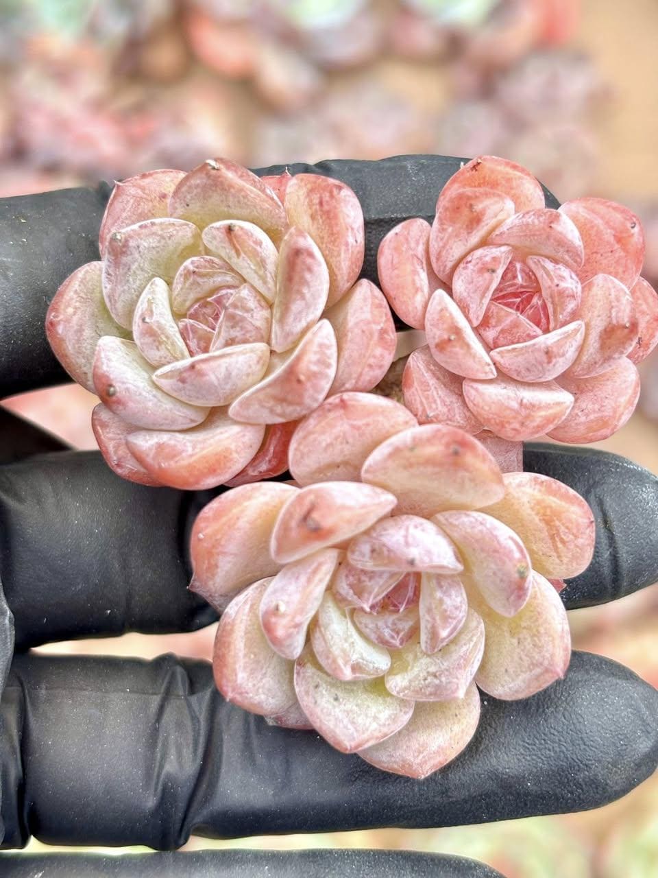 Echeveria Yunlan | Live Succulent Plant | Korean Succulent | Rare Imported Echeveria | Imported Plants