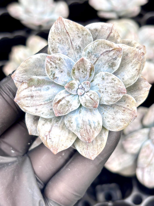 Echeveria Silverbum Variegated | Live Succulent Plant | Korean Succulent | Rare Imported Echeveria | Imported Plants