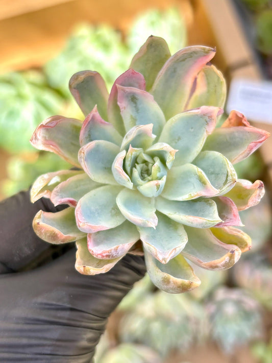 Echeveria Violet Queen Variegated | Live Succulent Plant | Korean Succulent | Variegated Pachyveria | Imported Plants | Echeveria Clusters