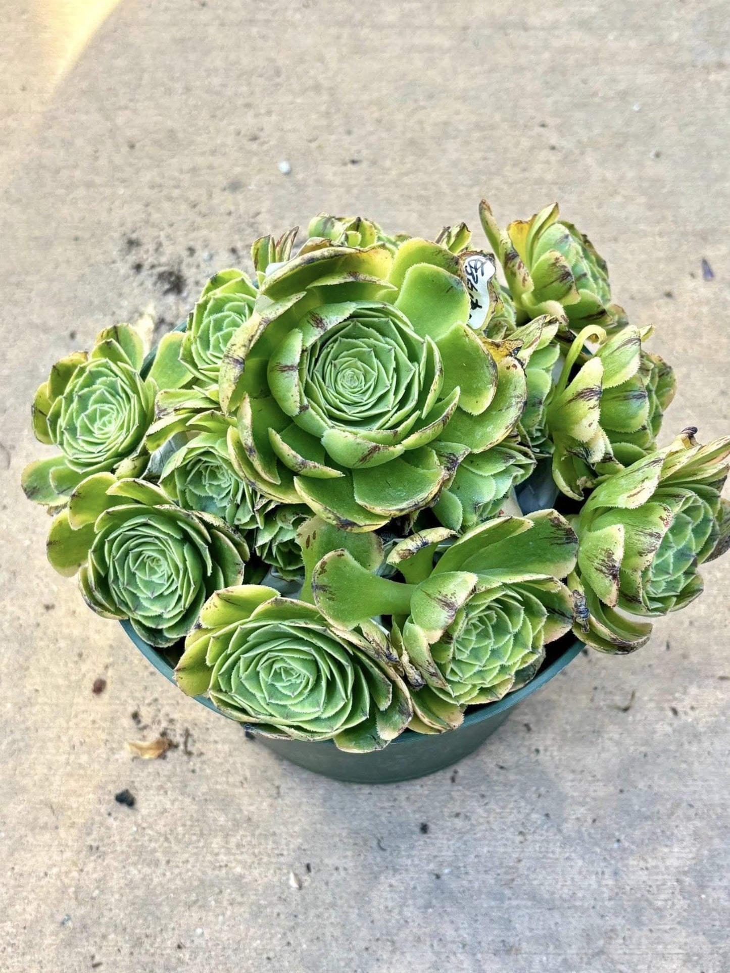Aeonium White Milk Variegated | Live Succulent Plant | Rare Imported Aeonium | Imported Plants
