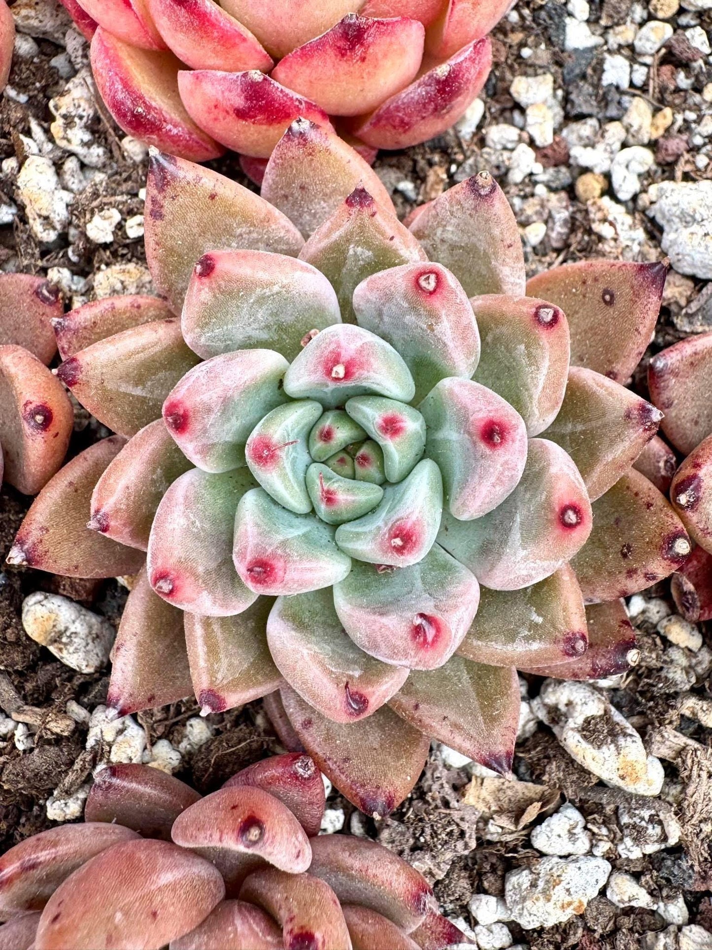 Echeveria Magic Bell | Rare Imported Succulent | Collector Succulent