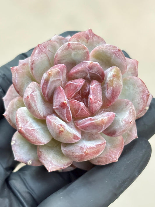 Echeveria Thea | Live Succulent Plant | Korean Succulent | Rare Imported Echeveria | Imported Plants