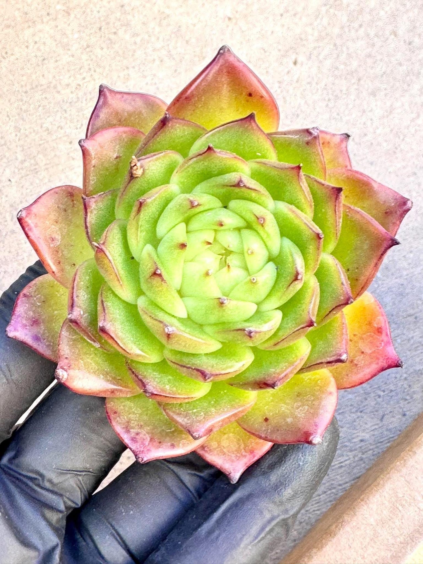 Echeveria Soda | Live Succulent Plant | Korean Succulent | Rare Imported Echeveria | Imported Plants