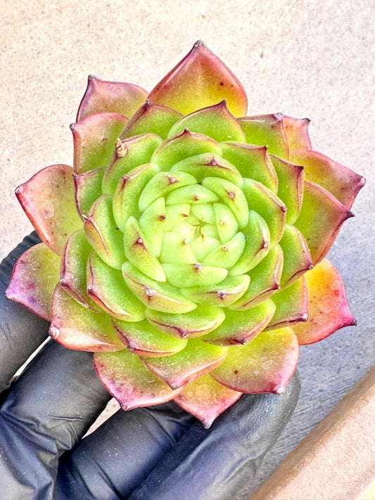 Echeveria Soda | Live Succulent Plant | Korean Succulent | Rare Imported Echeveria | Imported Plants