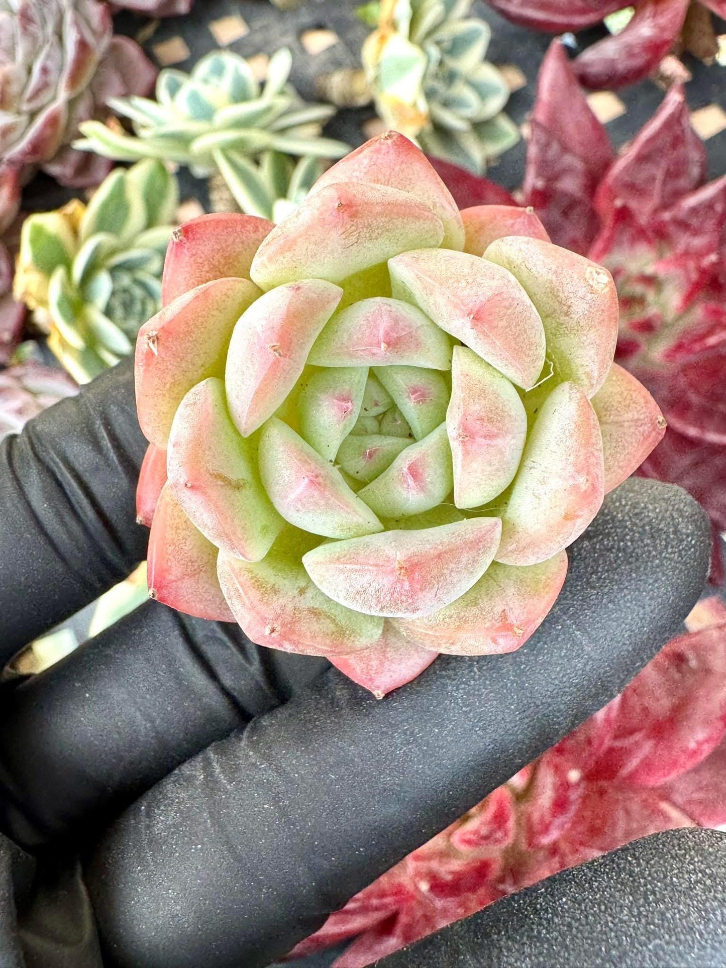 Echeveria Dream Beauty | Live Succulent Plant | Korean Succulent | Rare Imported Echeveria | Imported Plants