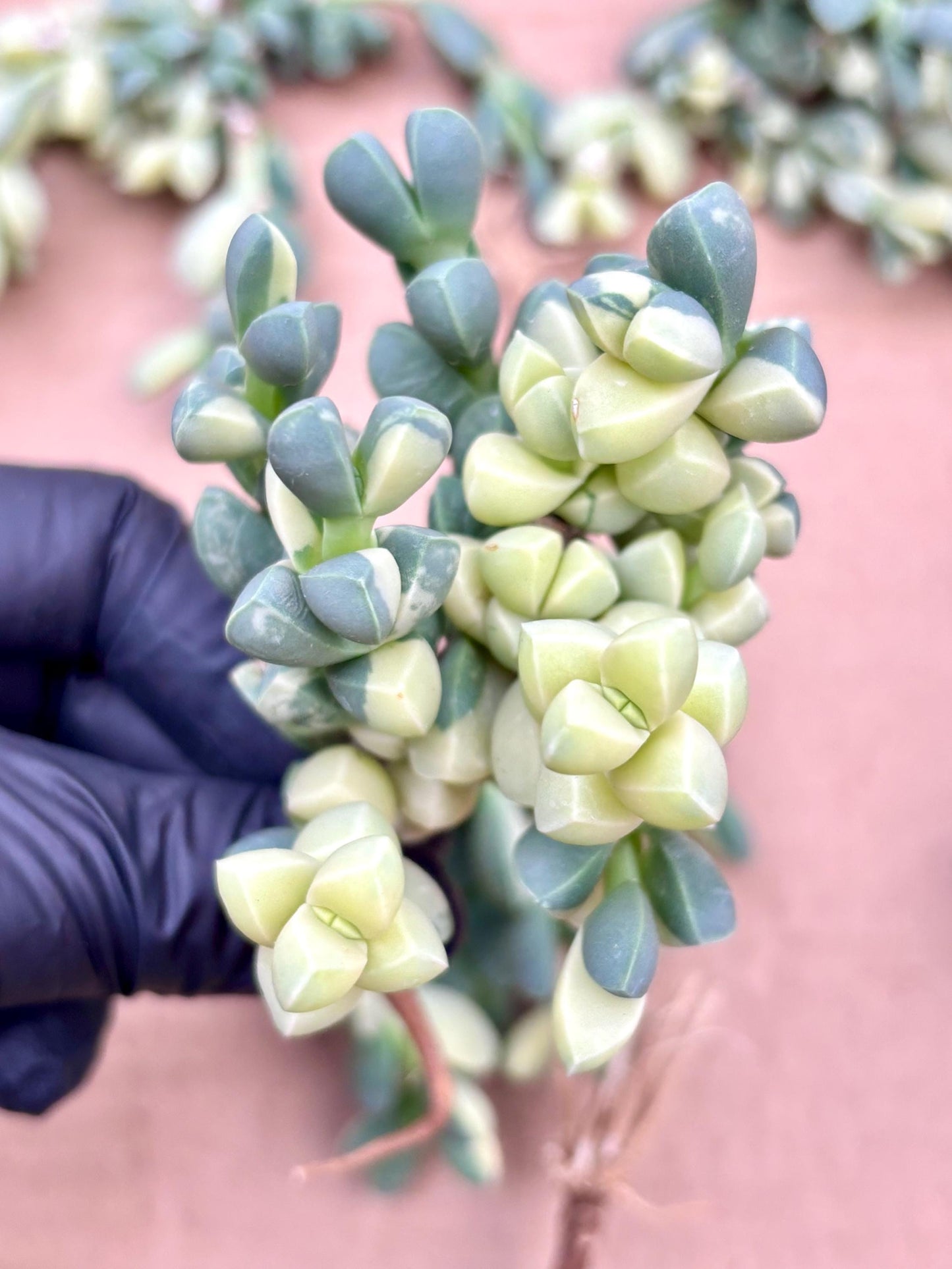 Astridia Velutina Variegated | Korean Succulent | Rare Imported Echeveria | Imported Plants