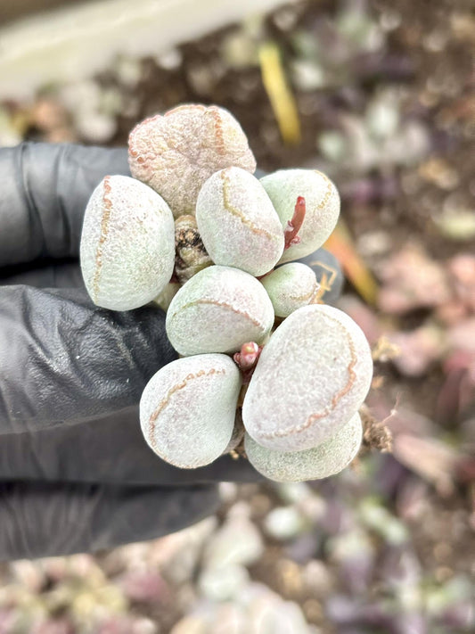 Andromiscus Pink Ball | Live Succulent Plant | Korean Succulent | Variegated Echeveria | Imported Plants | Echeveria Clusters