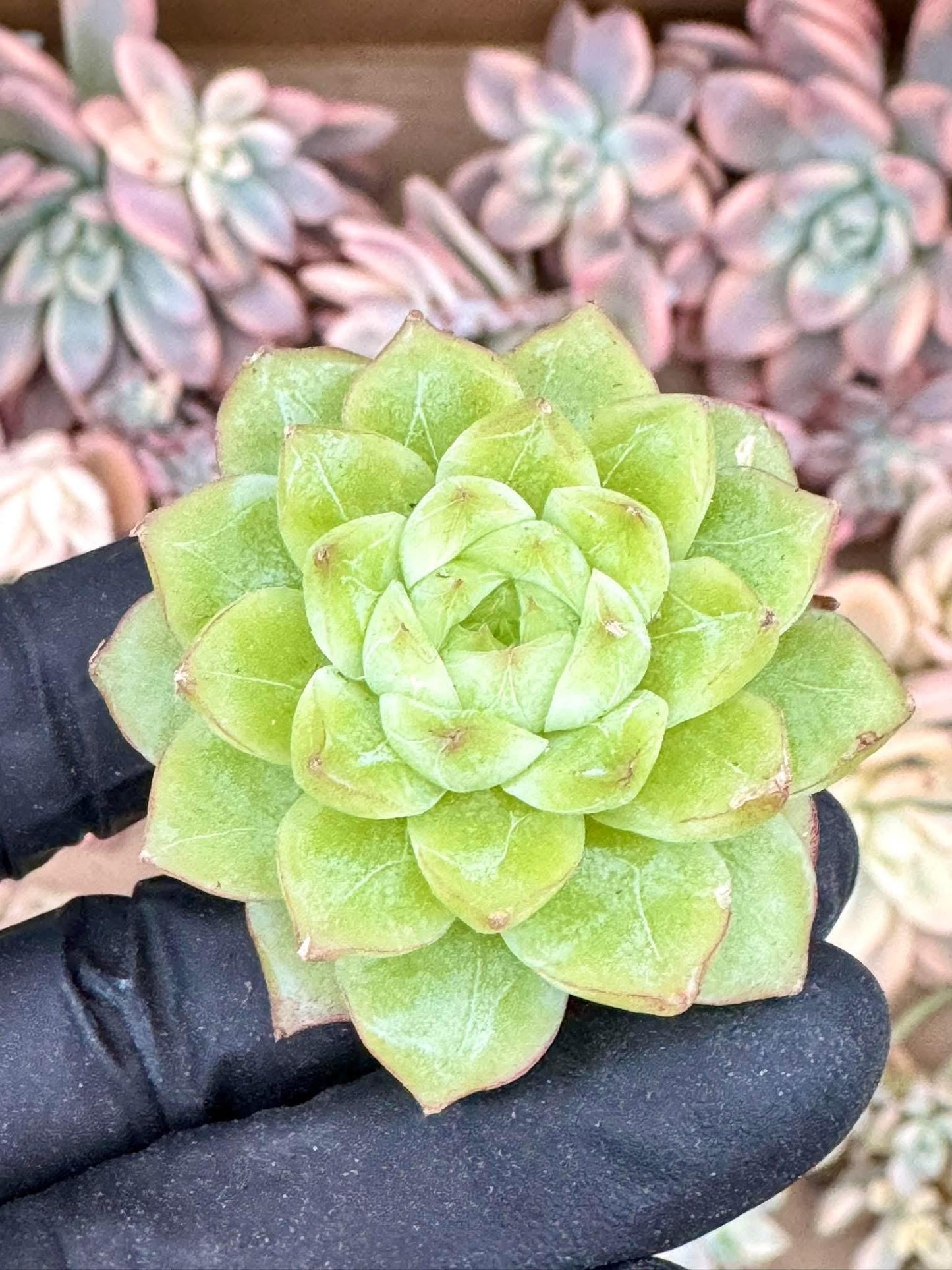 Echeveria Queen Jenny | Live Succulent Plant | Korean Succulent | Rare Imported Echeveria | Imported Plants