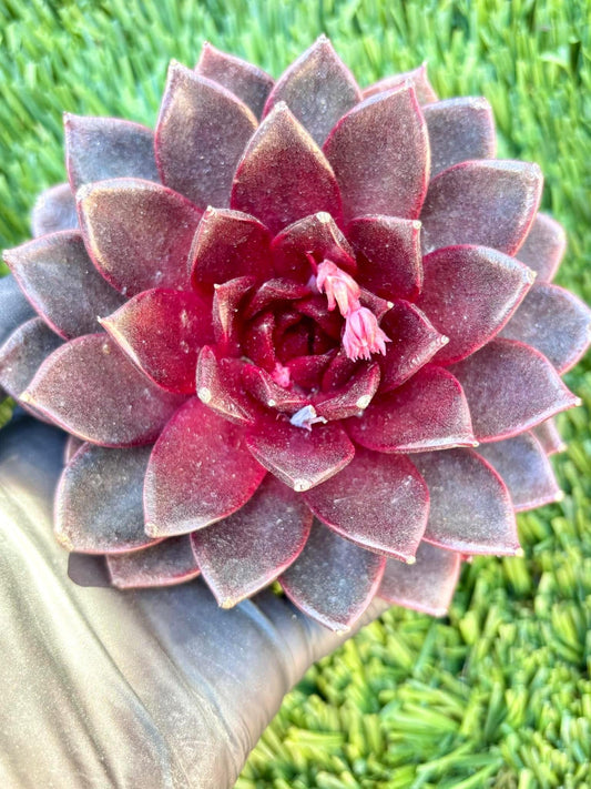 Echeveria Black Fox | Live Succulent Plant | Korean Succulent | Rare Imported Echeveria | Imported Plants