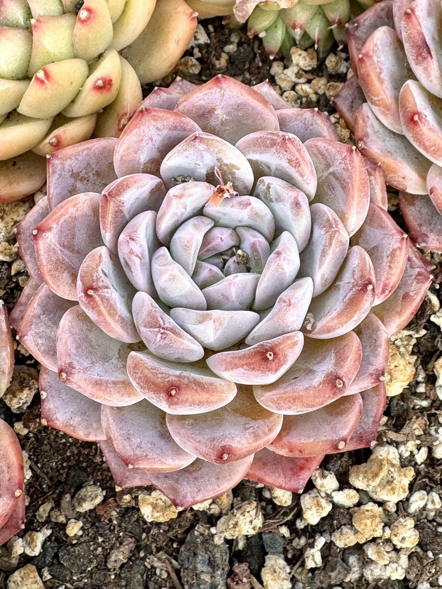 Echeveria Rainbow | Live Succulent Plant | Korean Succulent