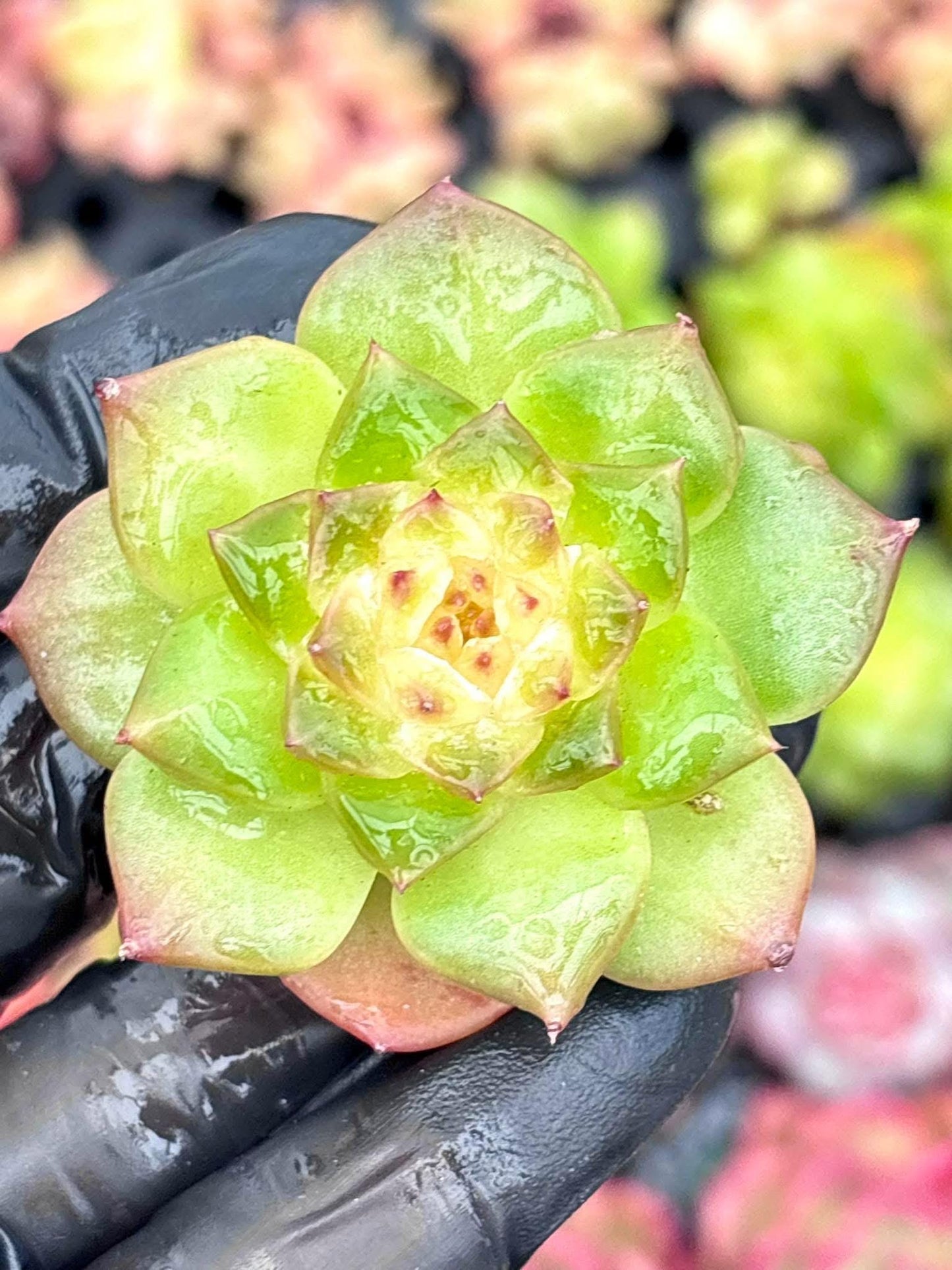 Echeveria High Jelly | Live Succulent Plant | Korean Succulent | Rare Imported Echeveria | Imported Plants