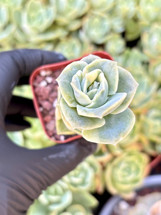 Echeveria Lovely Rose Variegated | Live Succulent Plant | Echeveria Cluster | Rare Imported Echeveria | Imported Plants