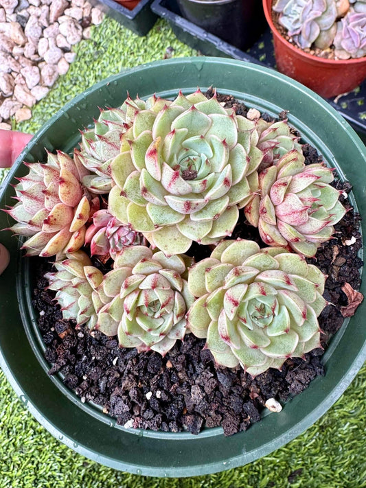 Echeveria Ben Badis | Rare Imported Succulent | Collector Succulent