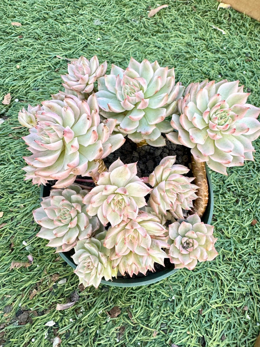 Echeveria Margaret Reppin Variegated | Live Succulent Plant | Korean Succulent | Rare Imported Echeveria | Imported Plants
