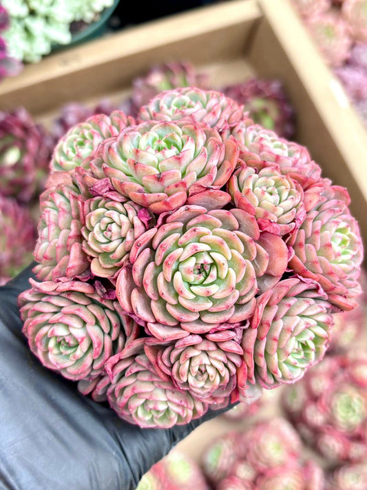 Echeveria Candy Baby | Live Succulent Plant | Korean Succulent | Rare Imported Echeveria | Imported Plants
