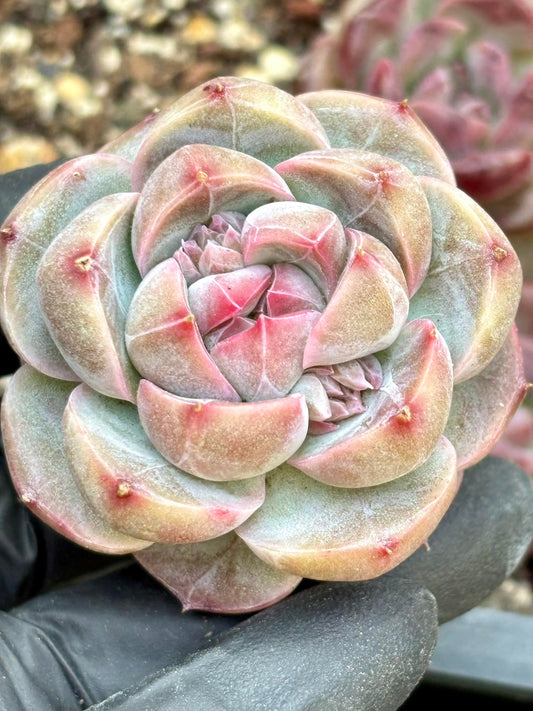 Echeveria Dan Xia | Live Succulent Plant | Korean Succulent | Rare Imported Echeveria | Imported Plants
