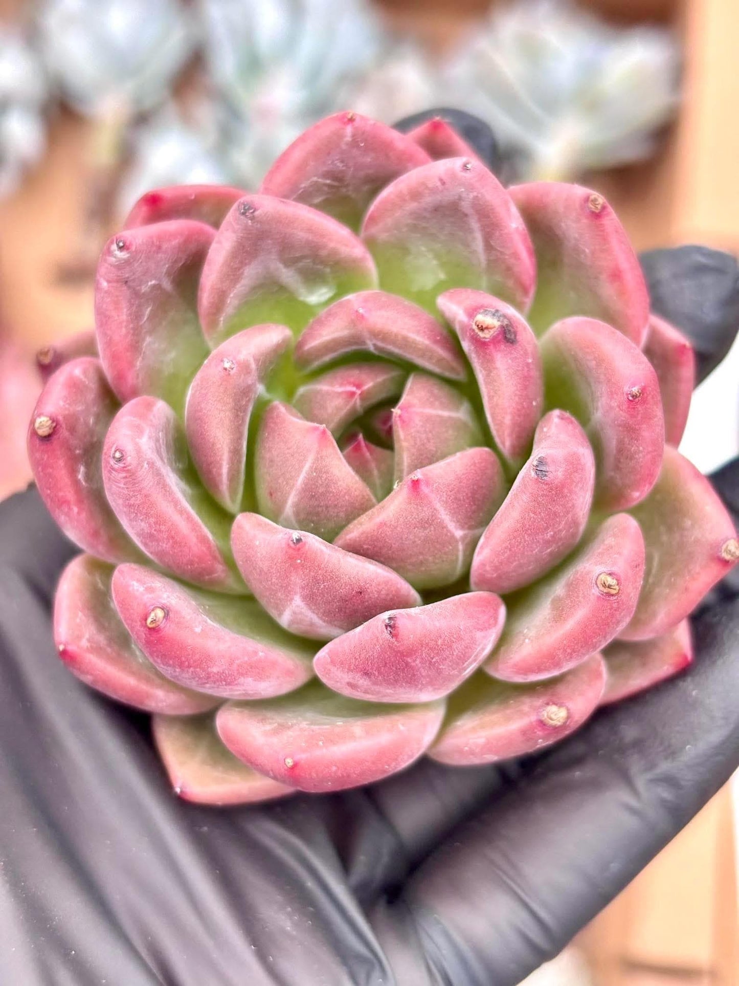 Echeveria Red Panda | Live Succulent Plant | Korean Succulent | Rare Imported Echeveria | Imported Plants