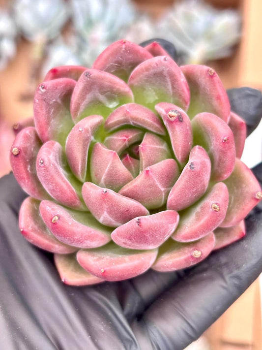 Echeveria Red Panda | Live Succulent Plant | Korean Succulent | Rare Imported Echeveria | Imported Plants