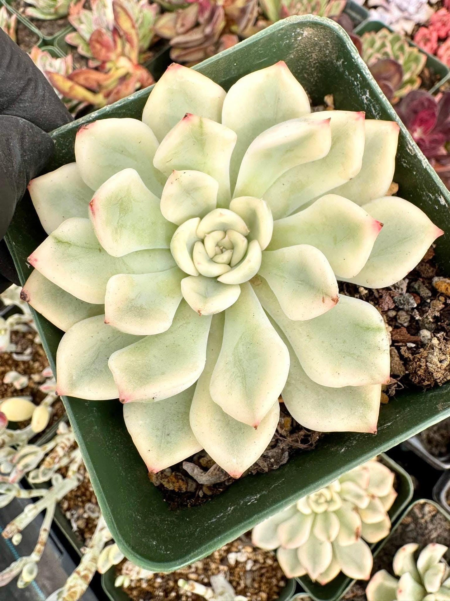 Variegated Echeveria Moon Fairy: Korean Live Succulent Plant (4")