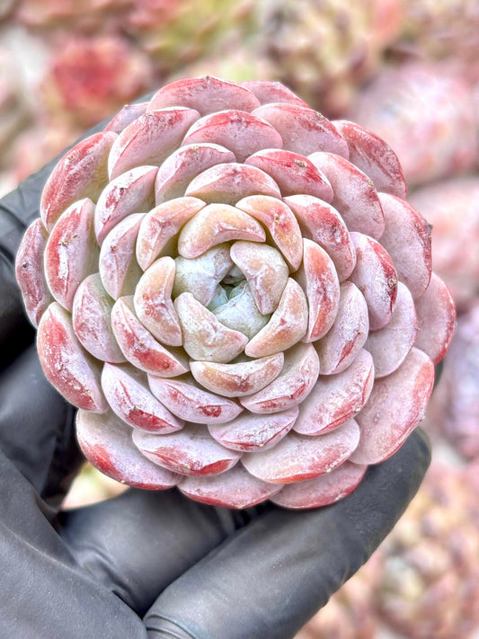 Echeveria Snowy Face | Live Succulent Plant | Korean Succulent | Rare Imported Echeveria | Imported Plants