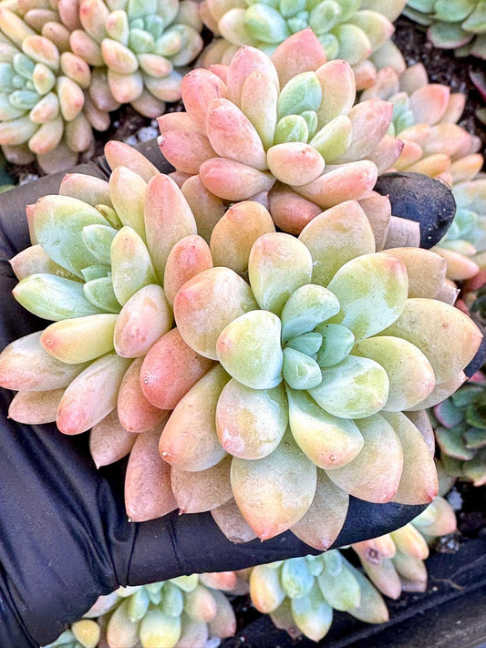 Echeveria Ruan Lingyu | Live Succulent Plant | Korean Succulent | Variegated Echeveria | Imported Plants