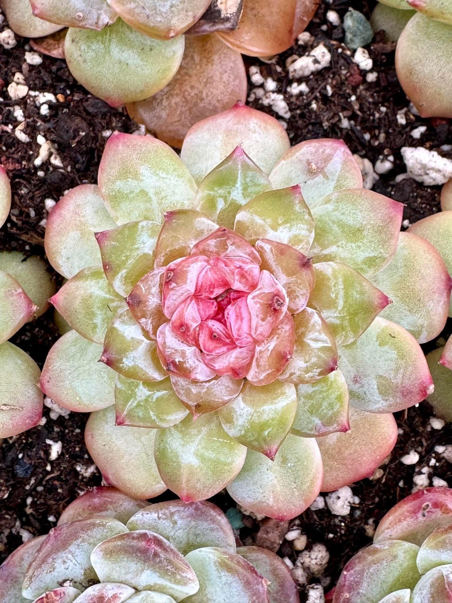 Echeveria Daisy | Live Succulent Plant | Korean Succulent | Variegated Echeveria | Imported Plants