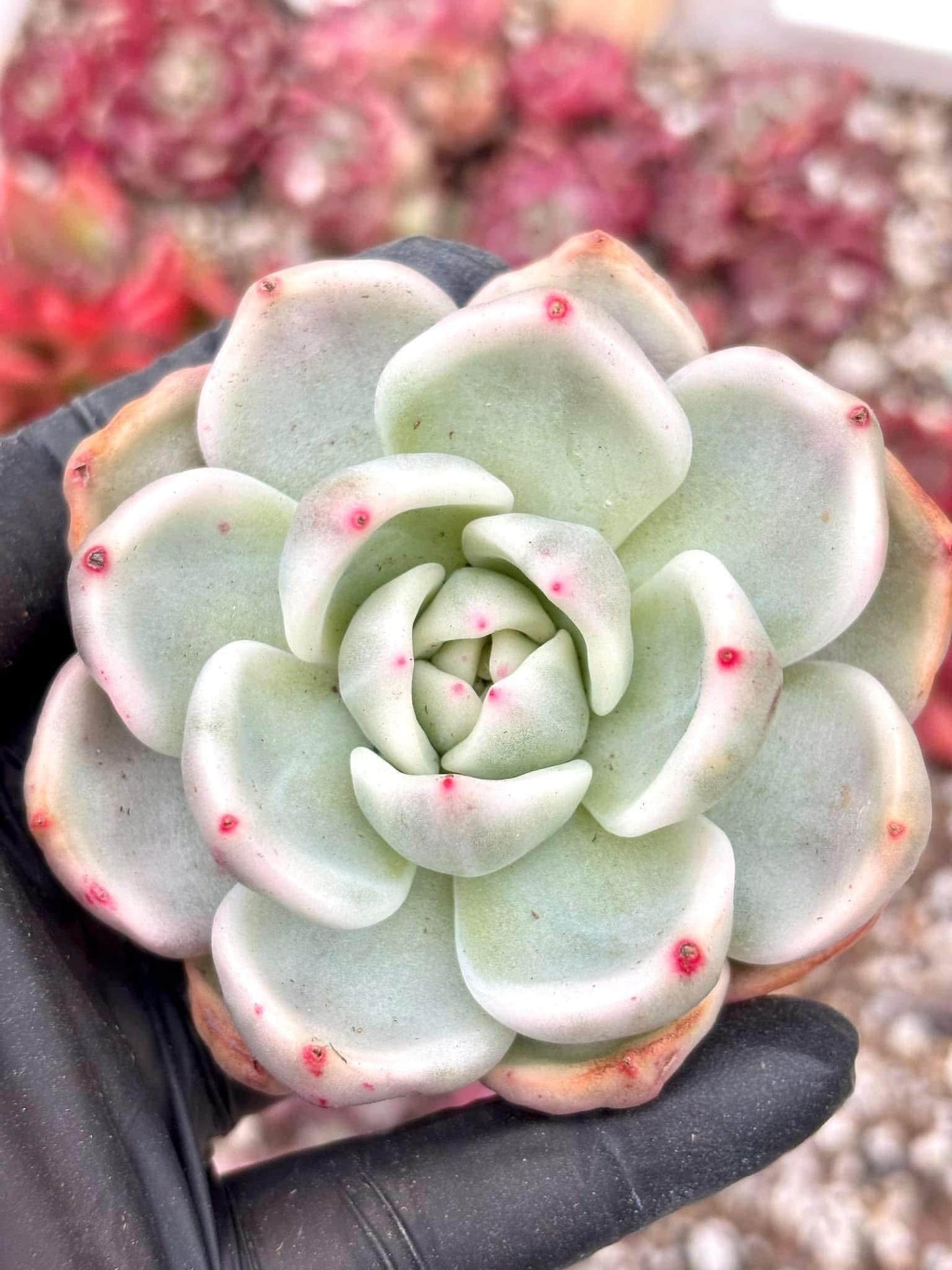 Echeveria Champagne Variegated | Live Succulent Plant | Imported Plants | Echeveria variegated