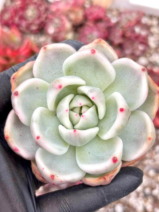 Echeveria Champagne Variegated | Live Succulent Plant | Imported Plants | Echeveria variegated