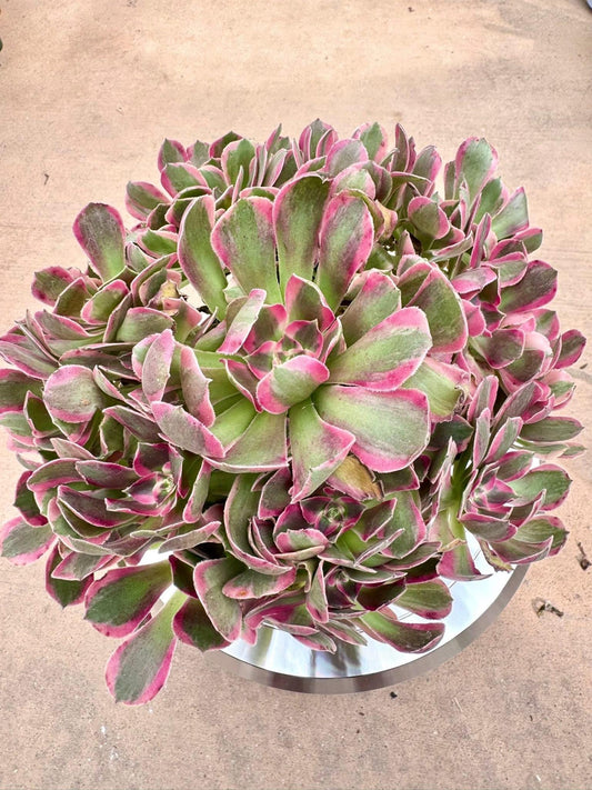 Aeonium First Love Variegated | Live Succulent Plant | Rare Imported Aeonium | Imported Plants