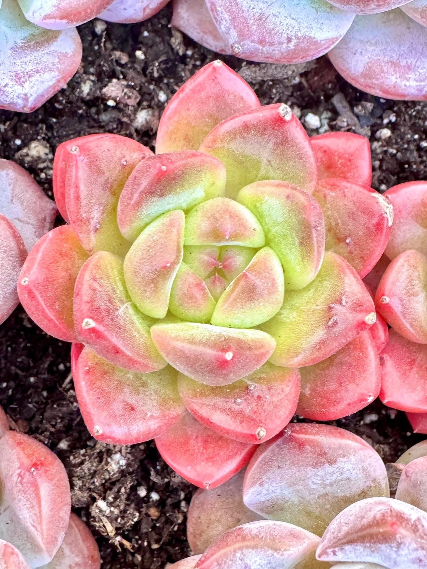 Echeveria Ice Green Candy | Live Succulent Plant | Korean Succulent | Variegated Echeveria | Imported Plants