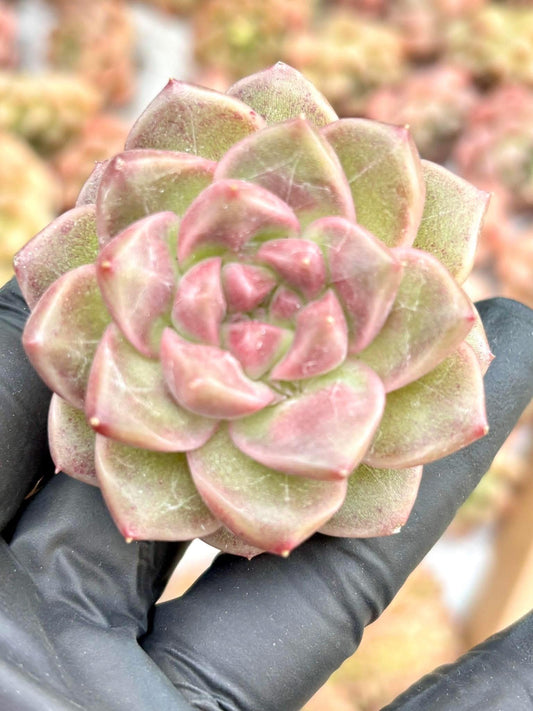 Echeveria Liu Liu Mei | size ~2.5” | Live Succulent Plant | Imported Plants | Pink Echeveria