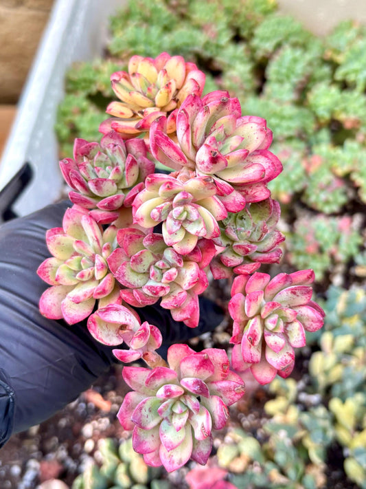 Echeveria Minibelle Variegated | Live Succulent Plant | Korean Succulent | Variegated Echeveria | Imported Plants