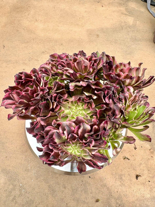 Aeonium Purple Wave Variegated | Live Succulent Plant | Korean Succulent | Rare Imported Aeonium | Imported Plants