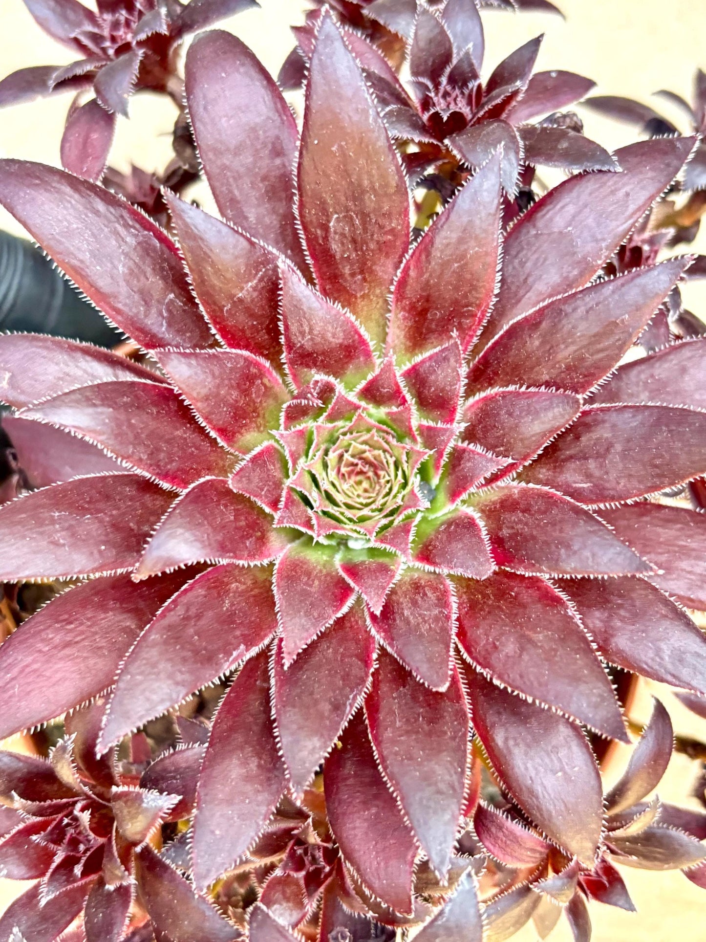 Aeonium Phoenix Variegated | Live Succulent Plant | Korean Succulent | Rare Imported Aeonium | Imported Plants