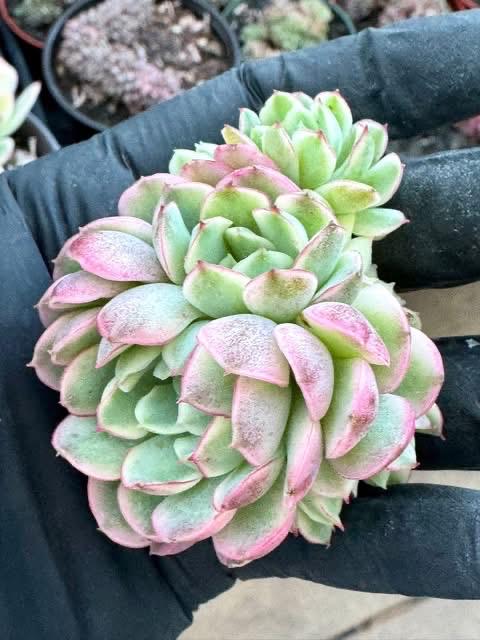Echeveria Dream Rose Variegated | Rare Imported Succulent | Collector’s Succulent