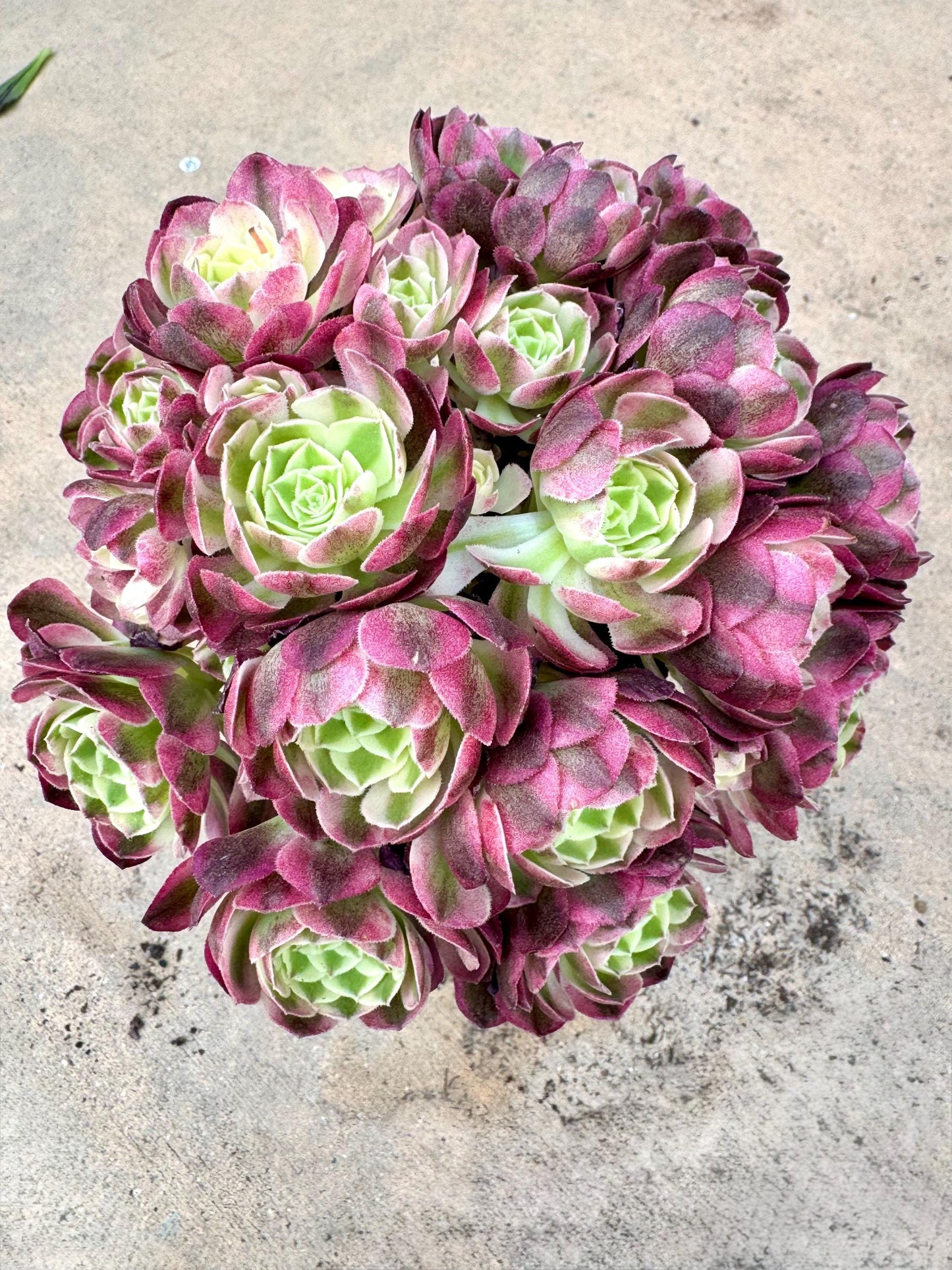 Aeonium Yuzi Variegated Teacup Lollipop | Live Succulent Plant | Korean Succulent | Rare Imported Aeonium | Imported Plants