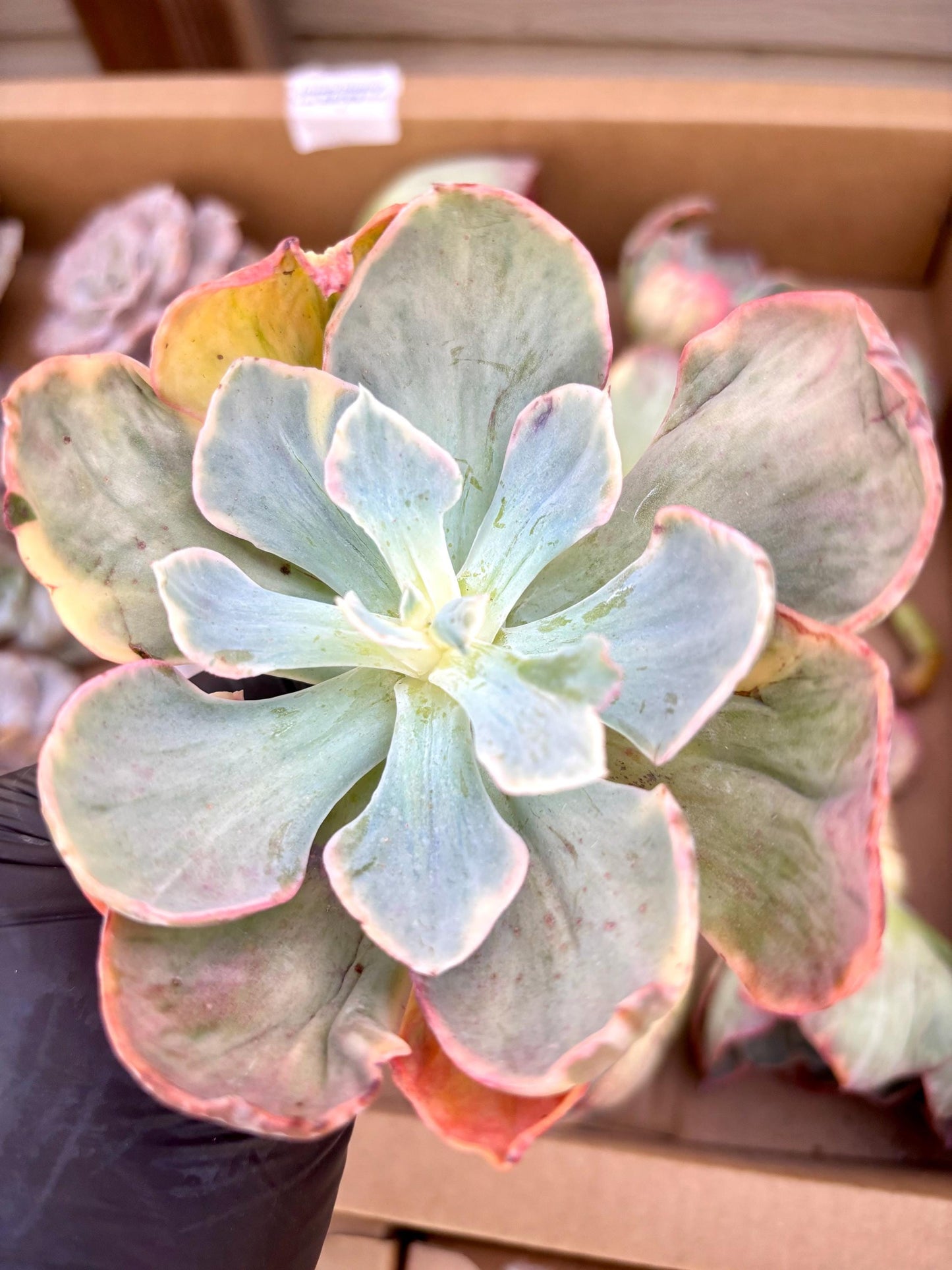Echeveria Dick Wright Variegated | Live Succulent Plant | Korean Succulent | Variegated Echeveria | Imported Plants | Echeveria Clusters