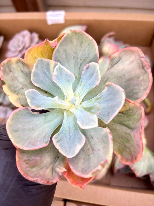 Echeveria Dick Wright Variegated | Live Succulent Plant | Korean Succulent | Variegated Echeveria | Imported Plants | Echeveria Clusters
