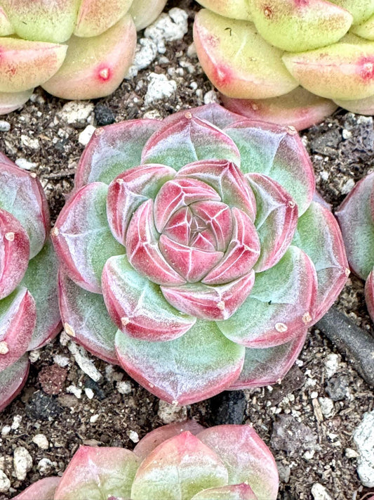 Echeveria Harlem | Live Succulent Plant | Korean Succulent | Variegated Echeveria | Imported Plants