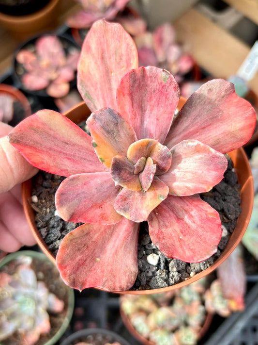 Echeveria Suyon Rainbow Variegated | 6” pot | Live Succulent Plant | Korean Succulent | Variegated Pachyveria | Imported Plants