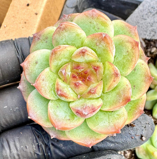 Echeveria Wild Daisy | Live Succulent Plant | Korean Succulent | Variegated Echeveria | Imported Plants