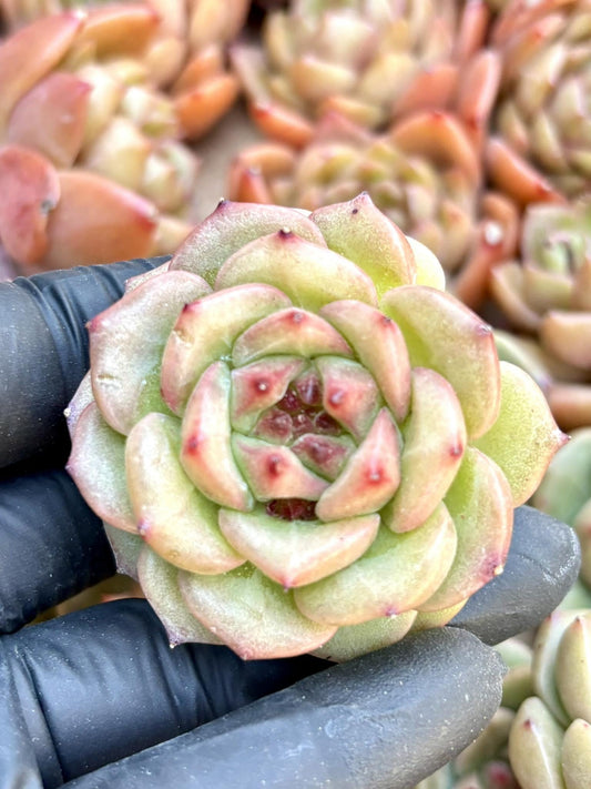 Echeveria Beloved | Live Succulent Plant | Echeveria Cluster | Rare Imported Echeveria | Imported Plants