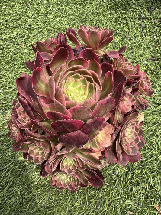 Aeonium Jade Posture Variegated | Rare Imported Succulent | Collector’s Succulent
