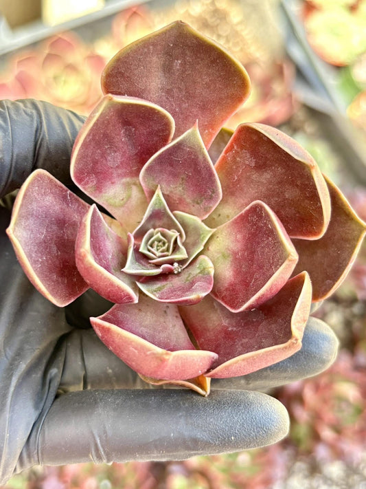 Echeveria Red Light size ~3” | Live Succulent Plant | Korean Succulent | Variegated Echeveria | Imported Plants | Echeveria Clusters