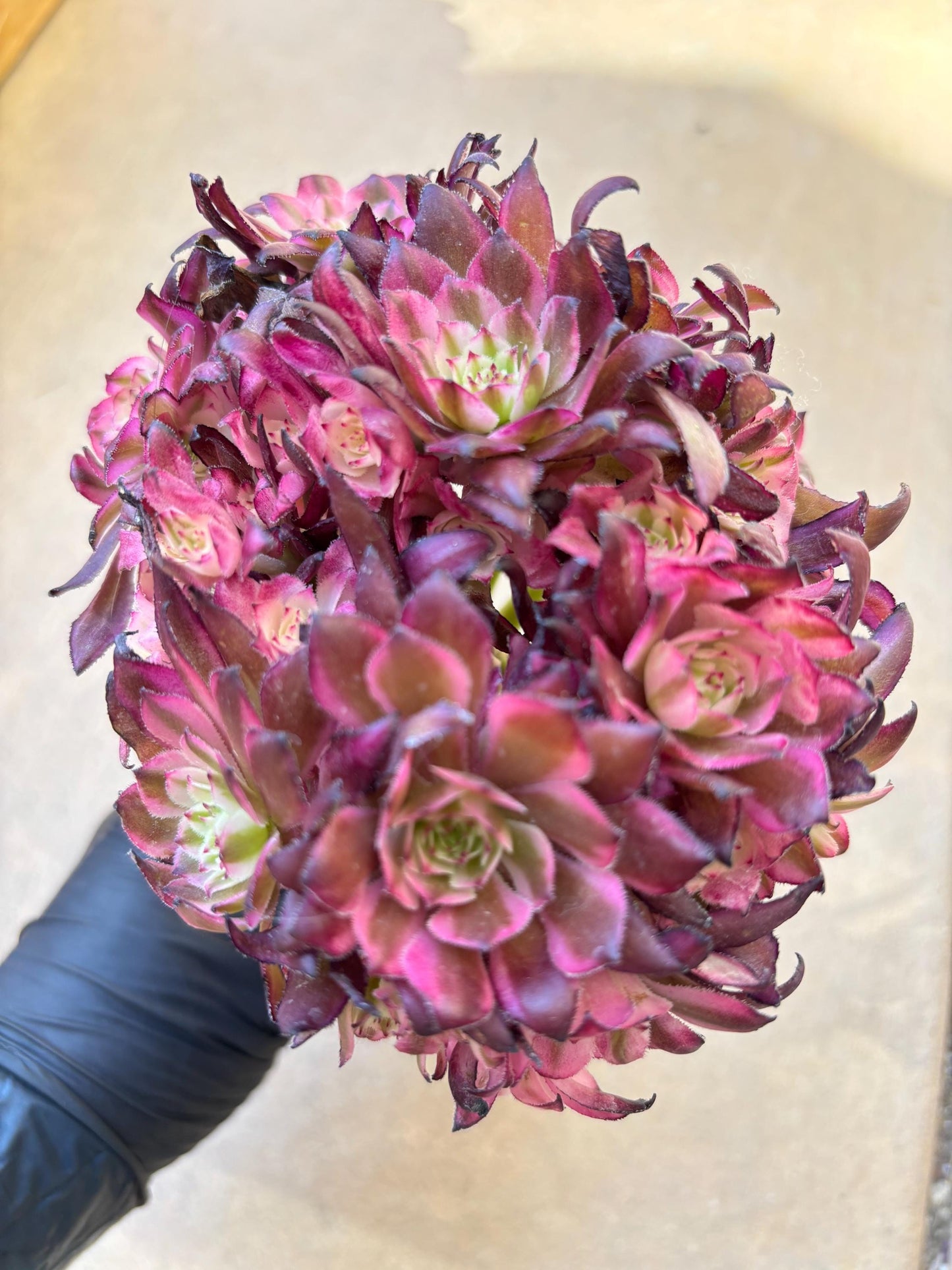 Aeonium Ou Jia Li Variegated Lollipop | Live Succulent Plant | Korean Succulent | Rare Imported Aeonium | Imported Plants