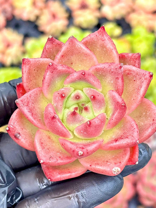 Echeveria Red Dragon | Live Succulent Plant | Korean Succulent | Rare Imported Echeveria | Imported Plants