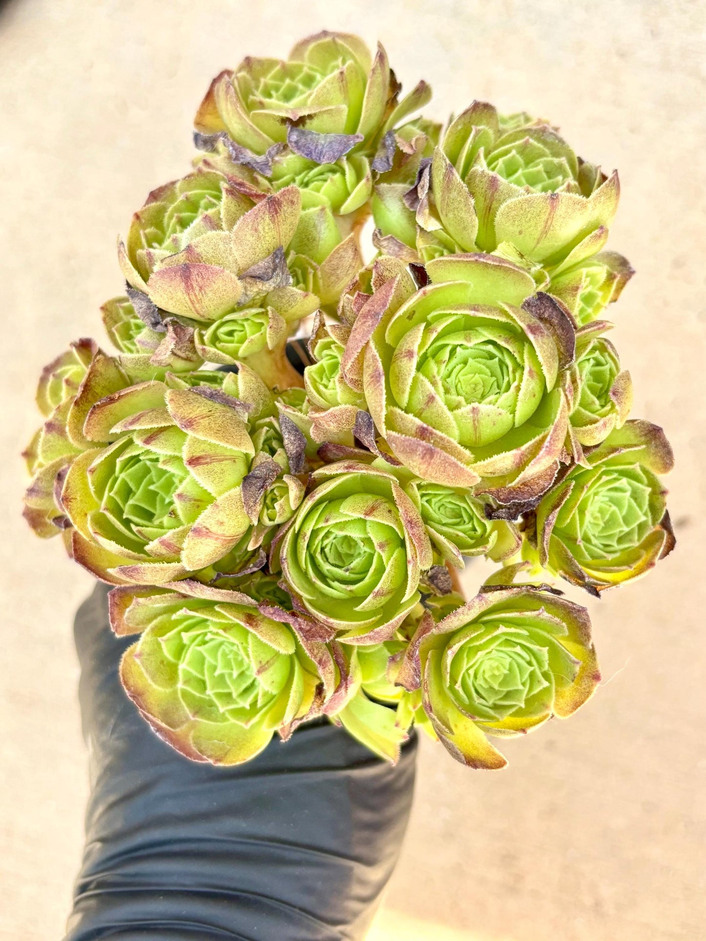 Aeonium Agate Stone Variegated Lollipop | Live Succulent Plant | Korean Succulent | Rare Imported Aeonium | Imported Plants