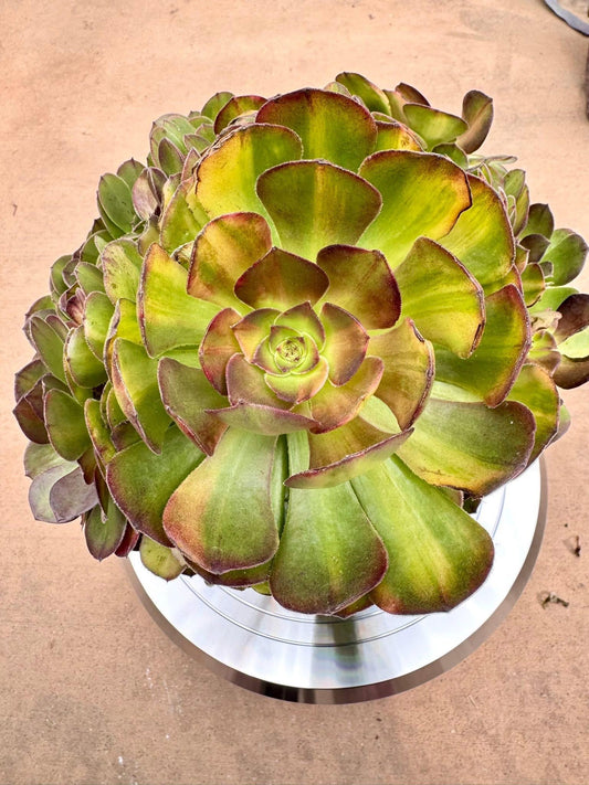 Aeonium Neon Variegated | Live Succulent Plant | Rare Imported Aeonium | Imported Plants