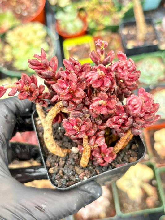 Echeveria Chocolate Variegated | Live Succulent Plant | Korean Succulent | Variegated Pachyveria | Imported Plants | Echeveria Clusters